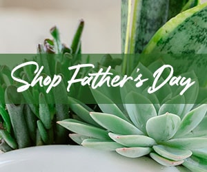 Father's Day Flowers Delivery - Send Father's Day Flowers